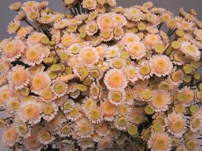 <h4>Chr T Stallion Sweet Zalm</h4>