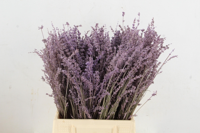<h4>DF Lavender Bs Milka</h4>