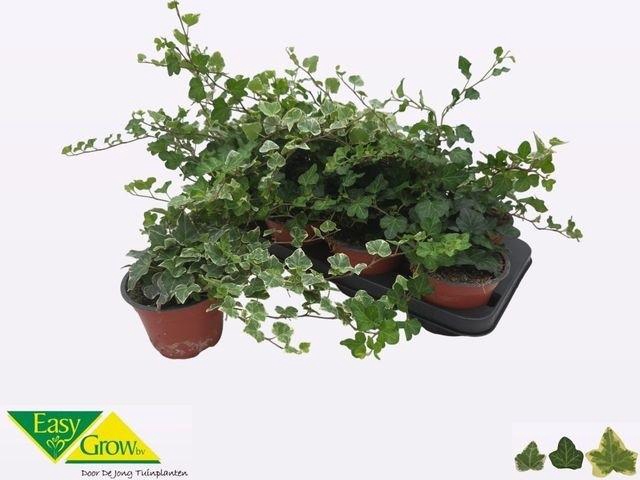 <h4>HED HE GEM 2 SRT</h4>