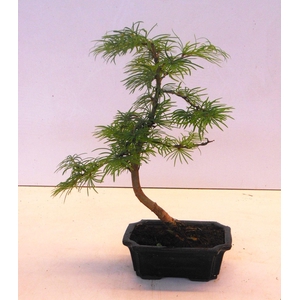Pseudolarix amabilis 15 cm shape