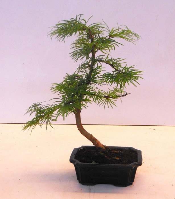 <h4>Pseudolarix amabilis 15 cm shape</h4>