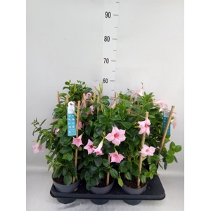 Mandevilla am. 'Sundav Cream Pink'