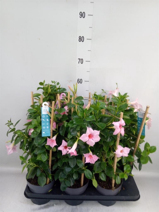 <h4>Mandevilla am. 'Sundav Cream Pink'</h4>