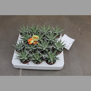 HAWORTHIA F ALBA
