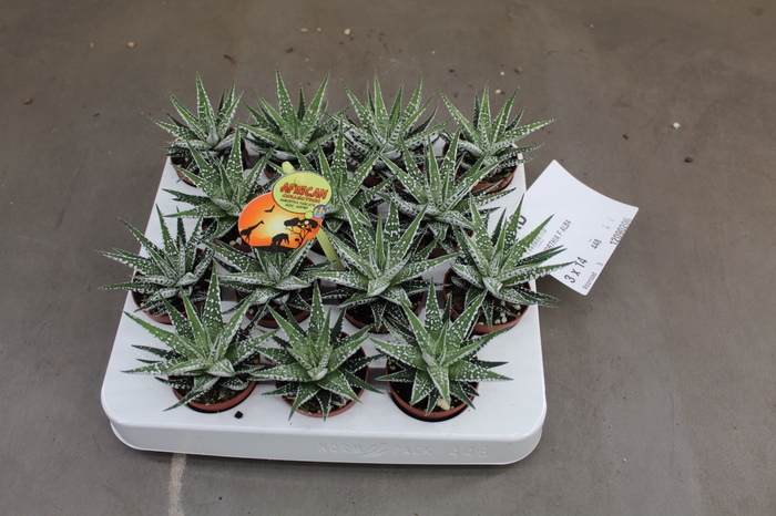 HAWORTHIA F ALBA