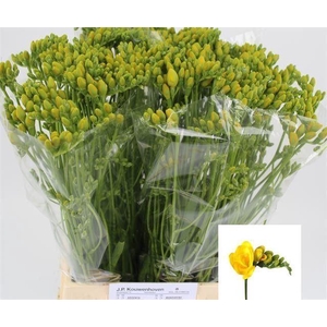 FREESIA DU SOLEIL 17 GR.