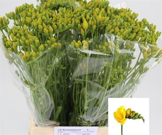 <h4>Freesia du Soleil</h4>