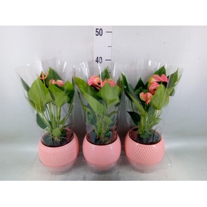 Anthurium andr. 'Joli'