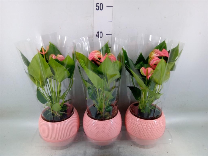 <h4>Anthurium andr. 'Joli'</h4>