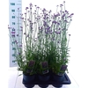 Verbena bonariensis