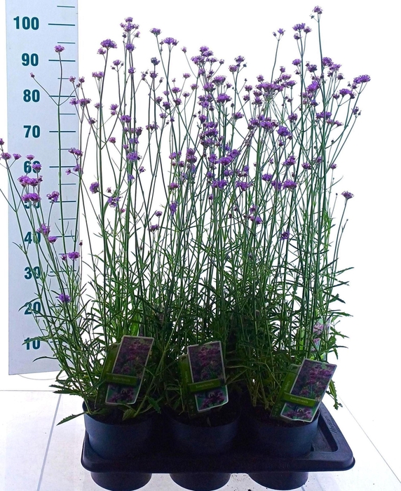 Verbena bonariensis