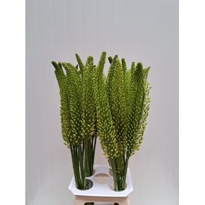 EREMURUS BOLERO