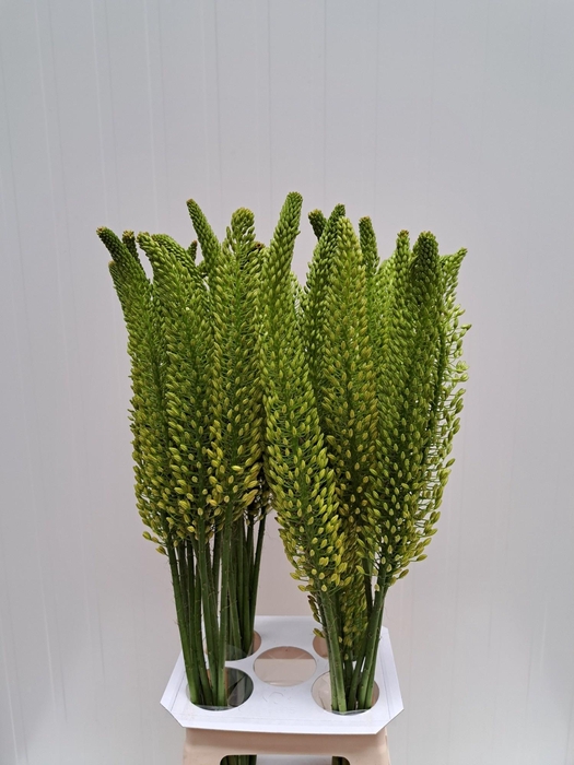 <h4>EREMURUS BOLERO</h4>