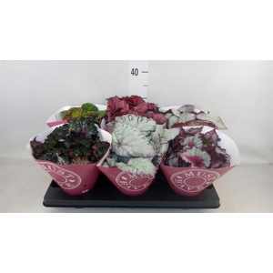 Begonia BD 'Beleaf'   ...mix