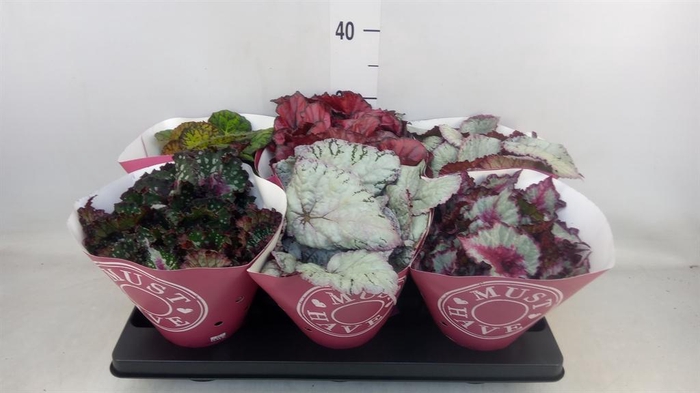<h4>Begonia BD 'Beleaf'   ...mix</h4>