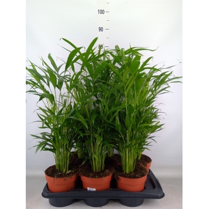 Chamaedorea cataractarum