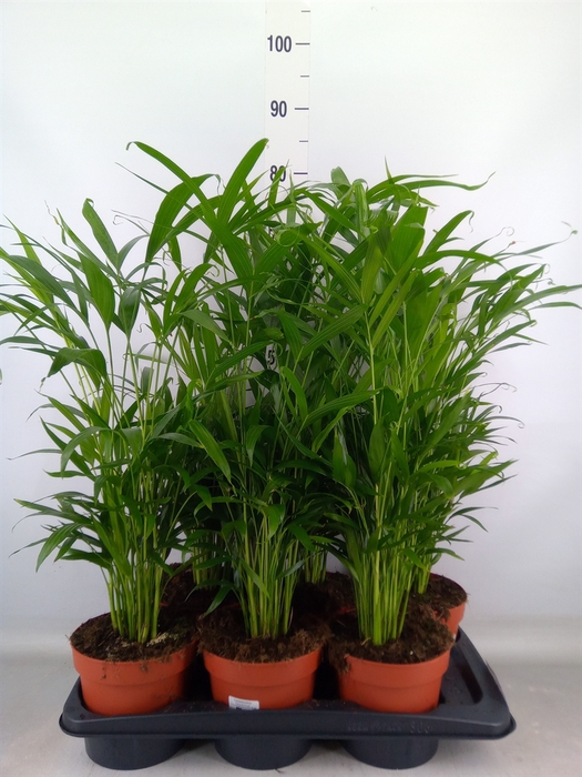 <h4>Chamaedorea cataractarum</h4>