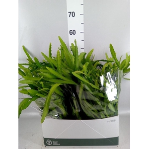 Rhipsalis   ...