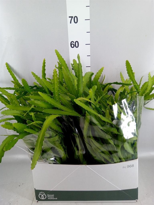<h4>Rhipsalis ...</h4>