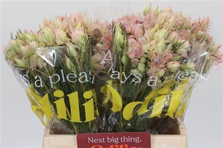 <h4>Serr Bridal Pink</h4>