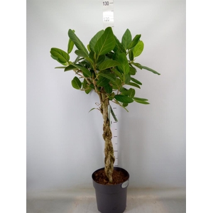 Ficus benghalensis 'Audrey'