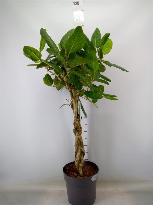 <h4>Ficus benghalensis 'Audrey'</h4>