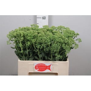 Sedum Spectabile