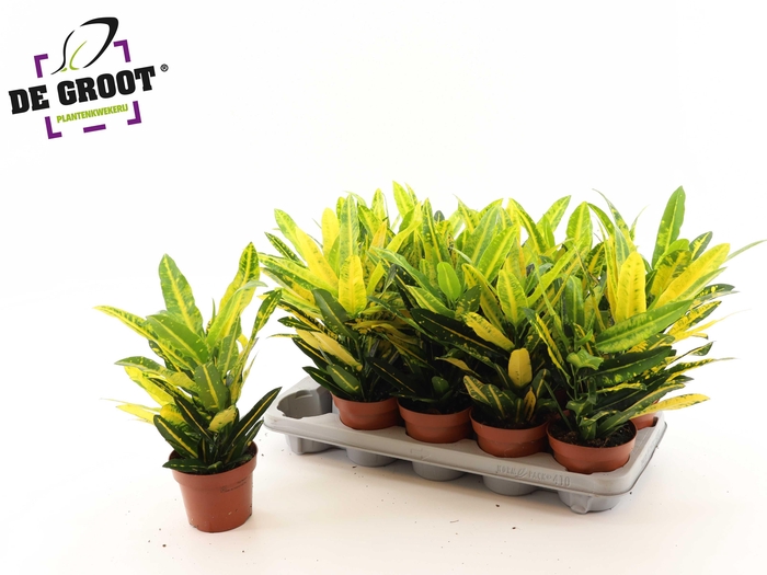 <h4>COD KL SUNNY STAR</h4>