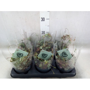 Ceropegia woodii ssp. woodii