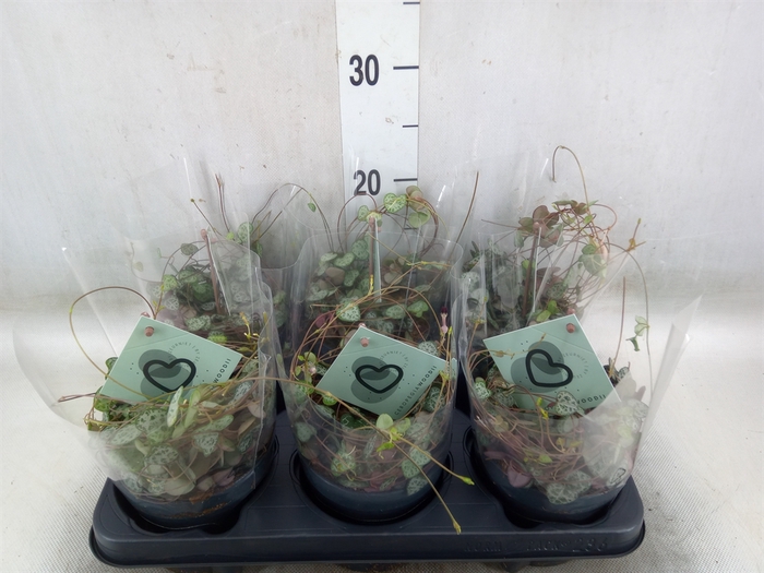 <h4>Ceropegia woodii ssp. woodii</h4>