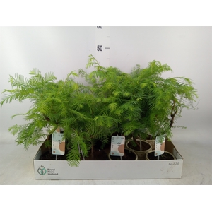 Bonsai   ...