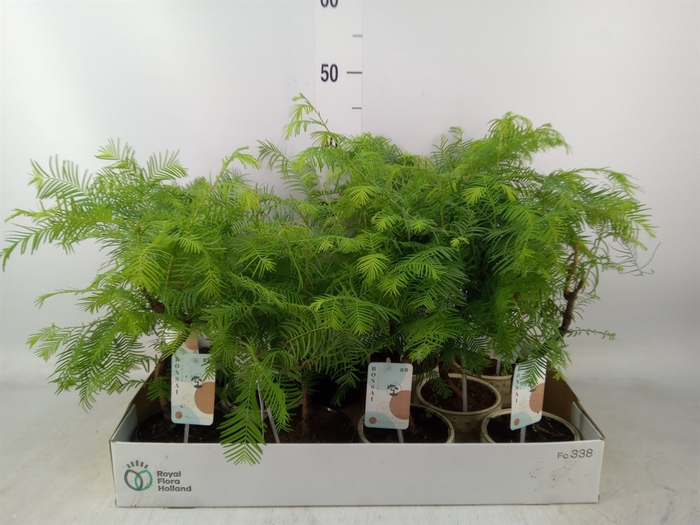<h4>Bonsai   ...</h4>