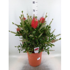 Callistemon citrinus
