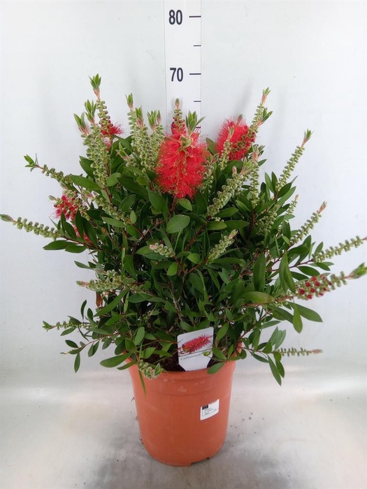 <h4>Callistemon citrinus</h4>