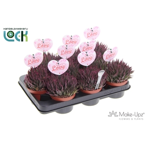 Aloë Aristata Make upz moederdag