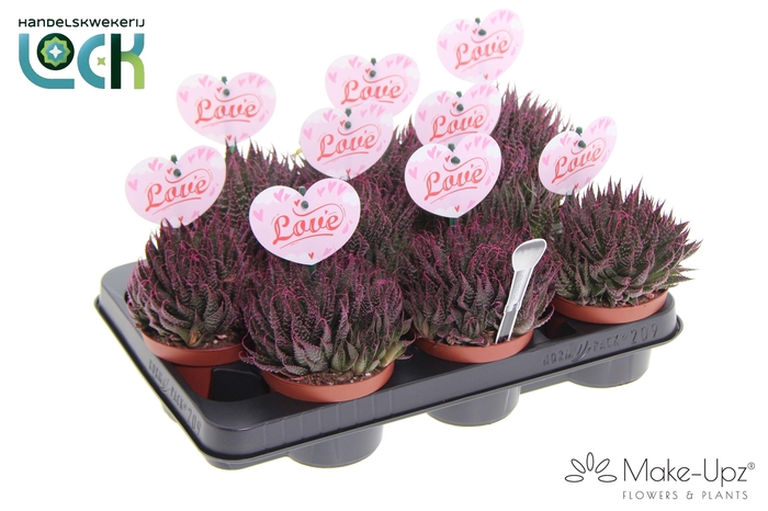 <h4>Aloë Aristata Make upz moederdag</h4>