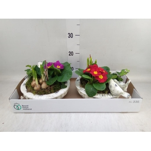 Arr.   Tuinplanten L%