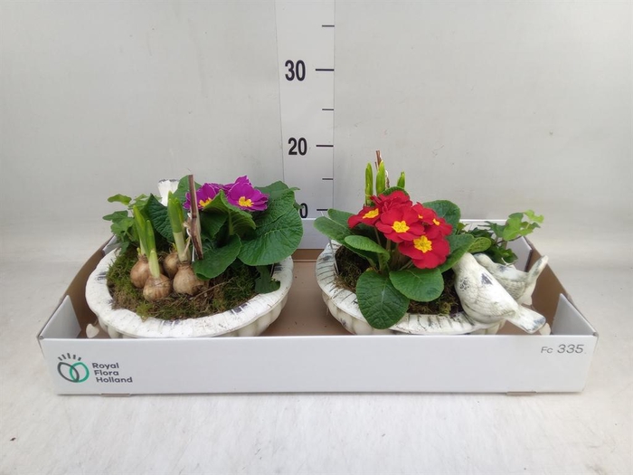 <h4>Arr. Tuinplanten L%</h4>