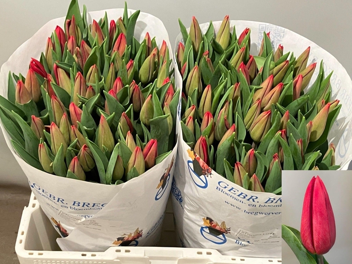 <h4>TU EN STRONG LOVE</h4>