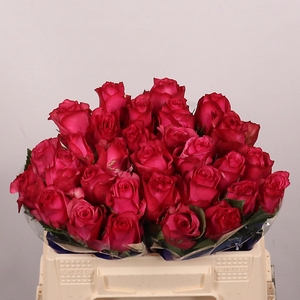 R GR PALOMA ROYALE