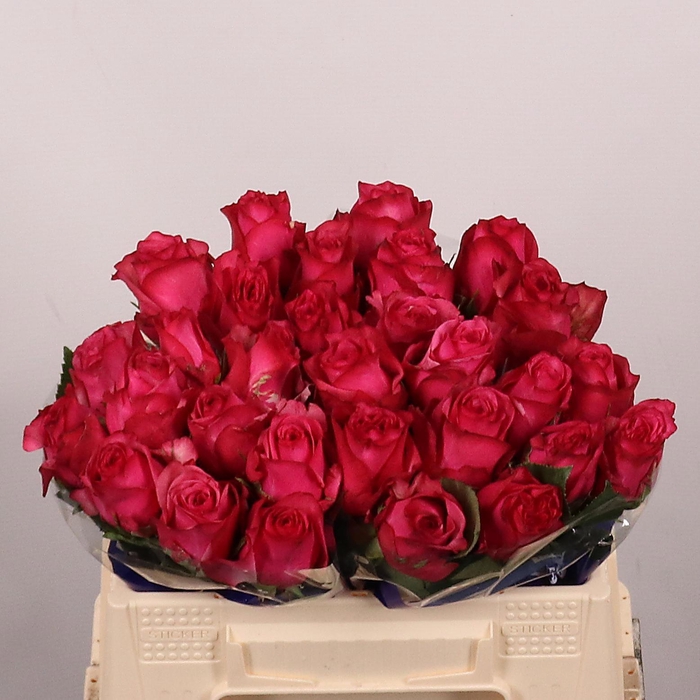 <h4>R GR PALOMA ROYALE</h4>