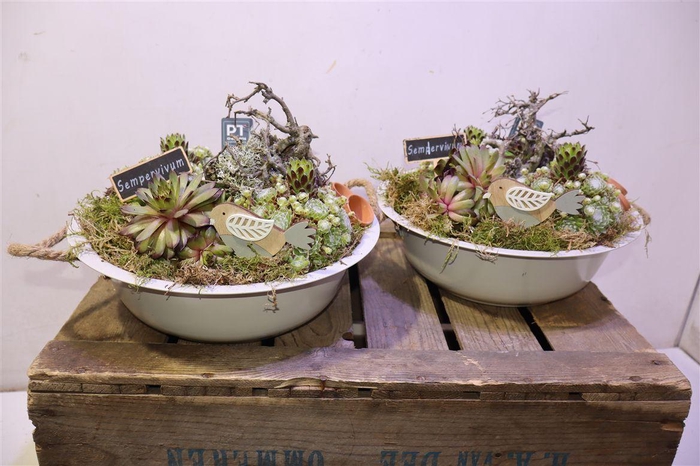 <h4>Arr Sempervivum</h4>