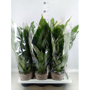 Spathiphyllum 'Diamond'