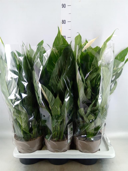 <h4>Spathiphyllum  'Diamond'</h4>