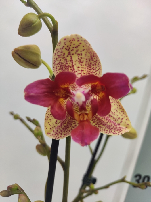 <h4>Limited 40 week 8</h4>