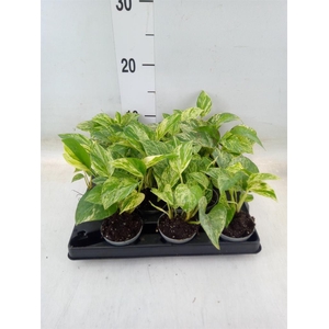 Epipremnum pinn. 'Marble Queen'