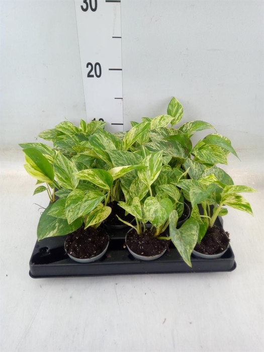 <h4>Epipremnum pinn. 'Marble Queen'</h4>