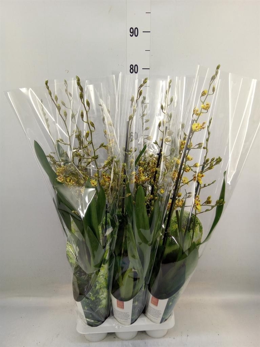 <h4>xColmanara  'Pacific Sunset'</h4>