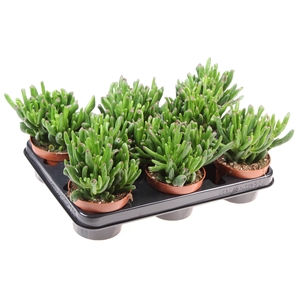 Crassula ovata 'Hobbit'