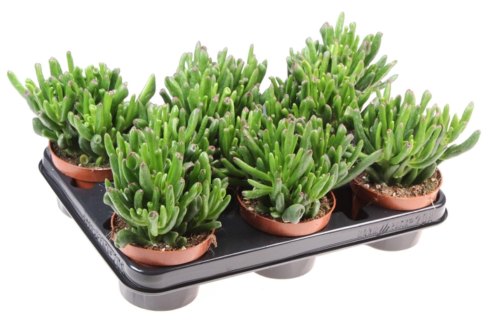 <h4>Crassula ovata 'Hobbit'</h4>